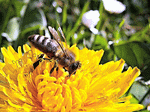 Bee Download Jigsaw Puzzle