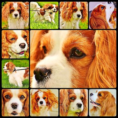 Cavalier King Charles Spaniel Download Jigsaw Puzzle