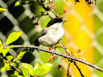 Songbird  Download Jigsaw Puzzle