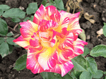 Rose Download Jigsaw Puzzle