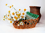 Daisies  Download Jigsaw Puzzle