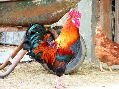 Rooster Download Jigsaw Puzzle