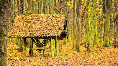 Autumn Forest Download Jigsaw Puzzle
