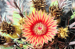 Cactus Flower Download Jigsaw Puzzle