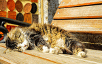 Kitten Download Jigsaw Puzzle