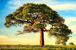 Tree Download Jigsaw Puzzle