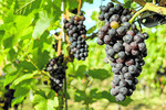 Grapes Download Jigsaw Puzzle