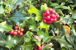 Holly Download Jigsaw Puzzle