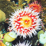 Sea Anemone Download Jigsaw Puzzle