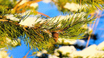 Pine Needles Download Jigsaw Puzzle