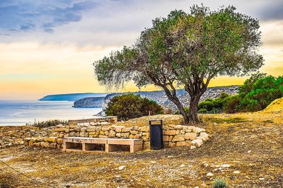 Tree, Cyprus Download Jigsaw Puzzle