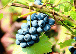 Grapes Download Jigsaw Puzzle