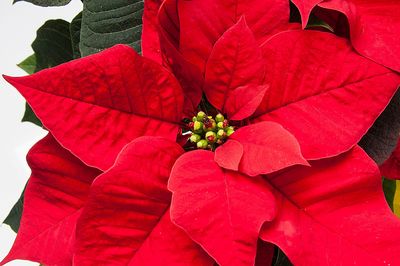 Poinsettia Download Jigsaw Puzzle