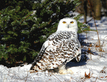 Snowy Owl Download Jigsaw Puzzle