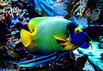 Aquarium Fish Download Jigsaw Puzzle