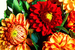 Flowers Download Jigsaw Puzzle