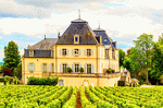 Vineyard, France Download Jigsaw Puzzle
