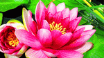 Water Lily Download Jigsaw Puzzle