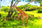 Giraffe Download Jigsaw Puzzle