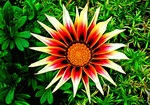 Flower  Download Jigsaw Puzzle