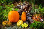 Pumpkin Download Jigsaw Puzzle