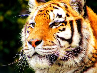 Tiger Download Jigsaw Puzzle