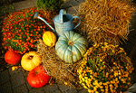 Pumpkins Download Jigsaw Puzzle