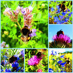 Bees Download Jigsaw Puzzle