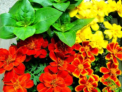 Marigolds Download Jigsaw Puzzle