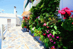 Flowers, Spain Download Jigsaw Puzzle