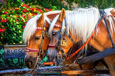 Horses, Germany Download Jigsaw Puzzle