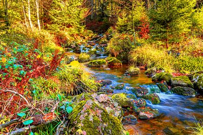 Stream, Germany Download Jigsaw Puzzle