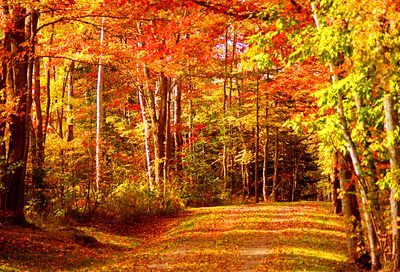 Autumn Road Download Jigsaw Puzzle