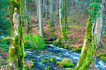 Stream, France Download Jigsaw Puzzle