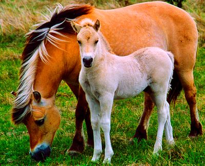 Mare and Foal Download Jigsaw Puzzle