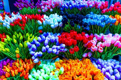 Flowers, Amsterdam Download Jigsaw Puzzle