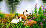 Goose Download Jigsaw Puzzle