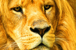 Lion Download Jigsaw Puzzle