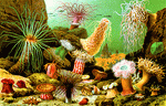 Sea Anemones Download Jigsaw Puzzle