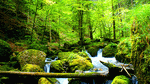 Forest Stream, France Download Jigsaw Puzzle