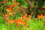 Antelope, South Africa Download Jigsaw Puzzle