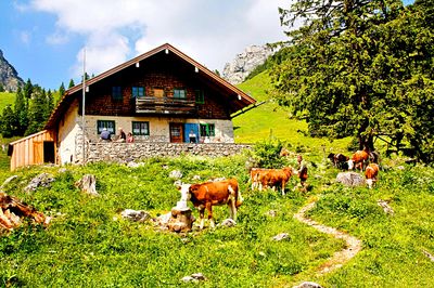 Cattle, Bavaria Download Jigsaw Puzzle