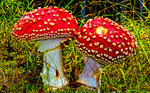 Mushrooms Download Jigsaw Puzzle