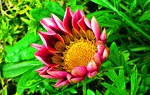 Flower Download Jigsaw Puzzle