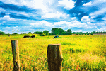 Meadow Download Jigsaw Puzzle