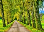 Trees Download Jigsaw Puzzle