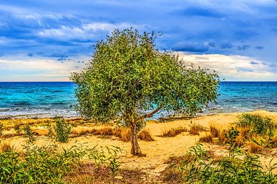 Tree, Cyprus Download Jigsaw Puzzle