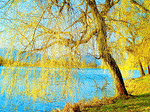 Willow Trees Download Jigsaw Puzzle