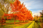 Fall Trees Download Jigsaw Puzzle
