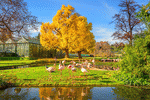 Flamingos Download Jigsaw Puzzle